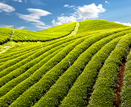 土地承包经营权测绘